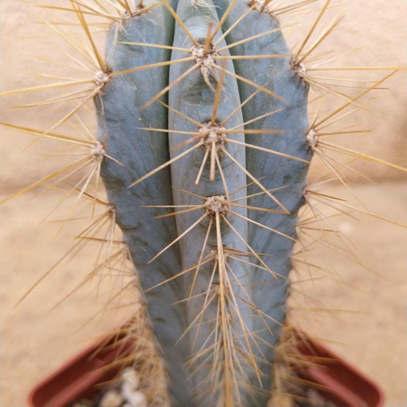 A photo of Pilosocereus azulensis