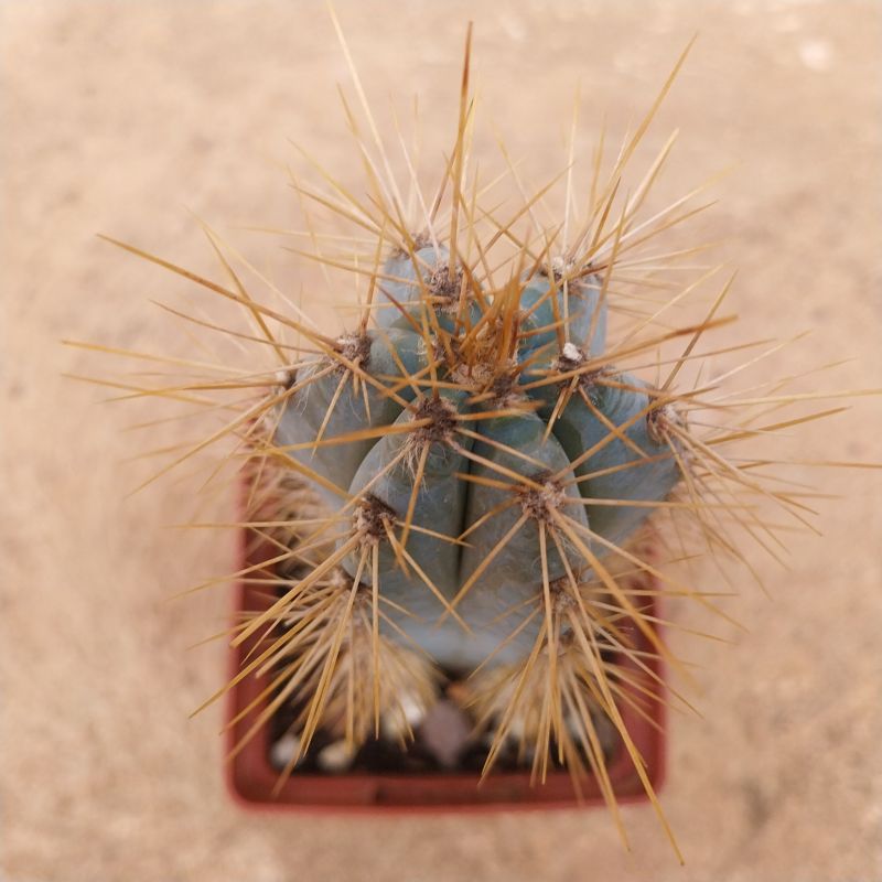 A photo of Pilosocereus azulensis