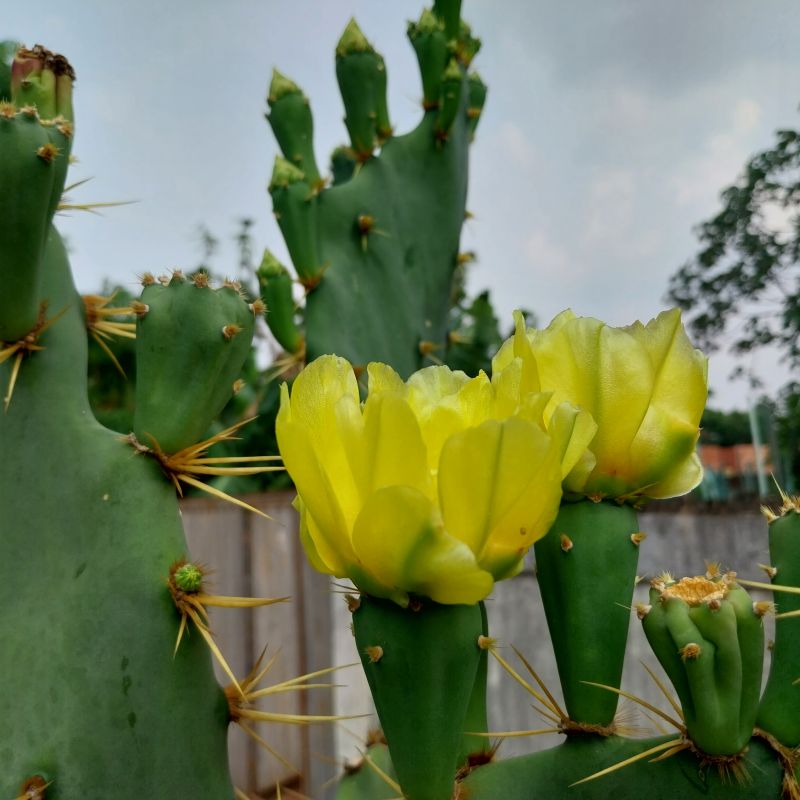 A photo of Opuntia dillenii