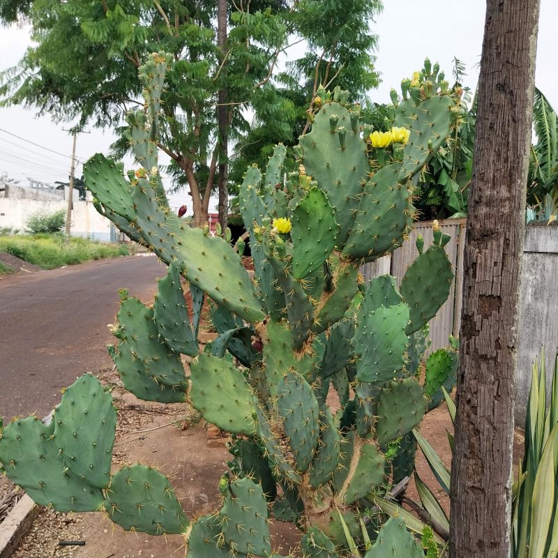 A photo of Opuntia dillenii