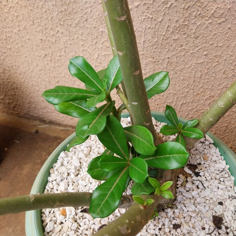 A photo of Adenium obesum