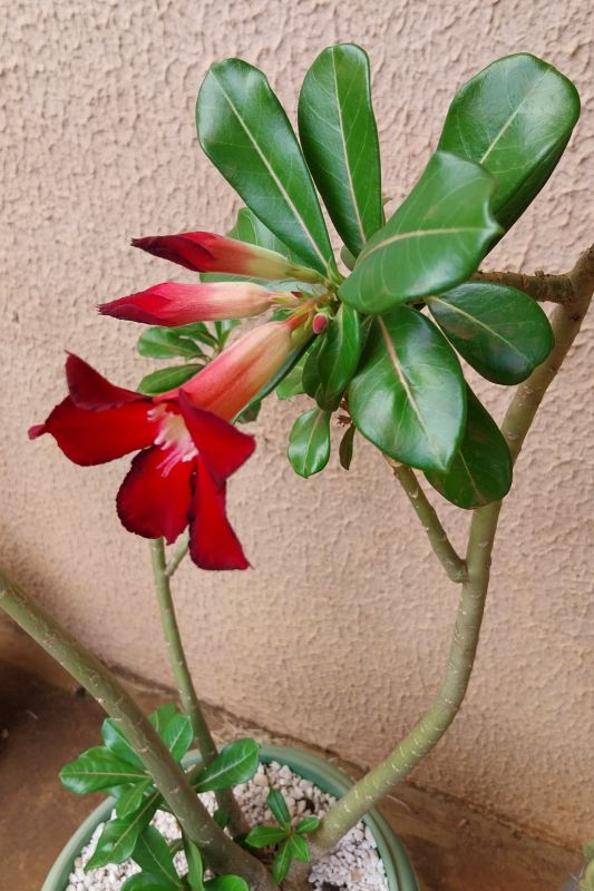 A photo of Adenium obesum