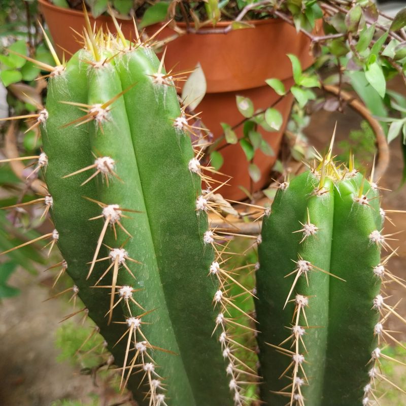 Photo of a cactus currently being identified