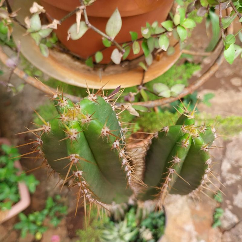 Photo of a cactus currently being identified
