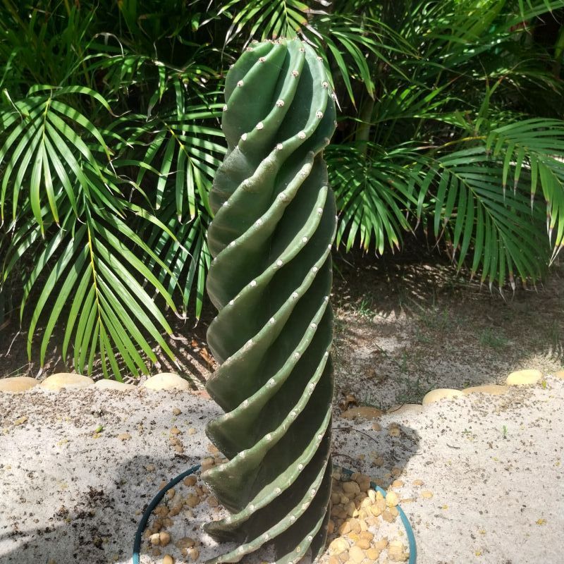A photo of Cereus forbesii f. spiraliforme