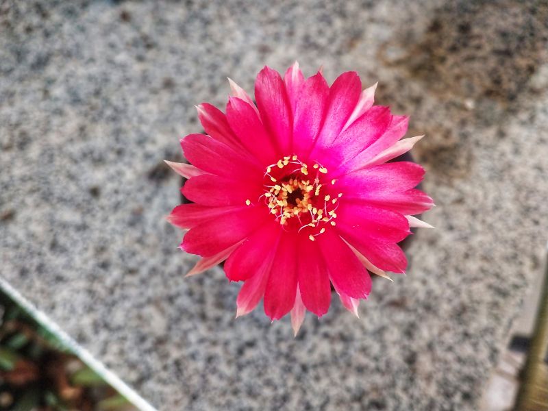 Una foto de Echinopsis ancistrophora