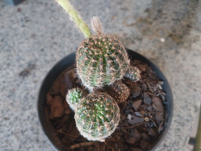 Una foto de Echinopsis ancistrophora