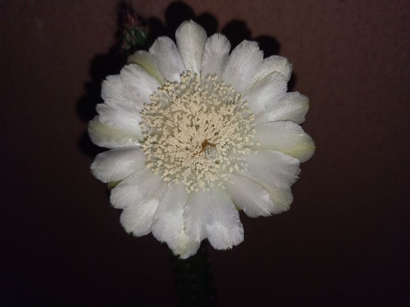 Photo of a cactus currently being identified