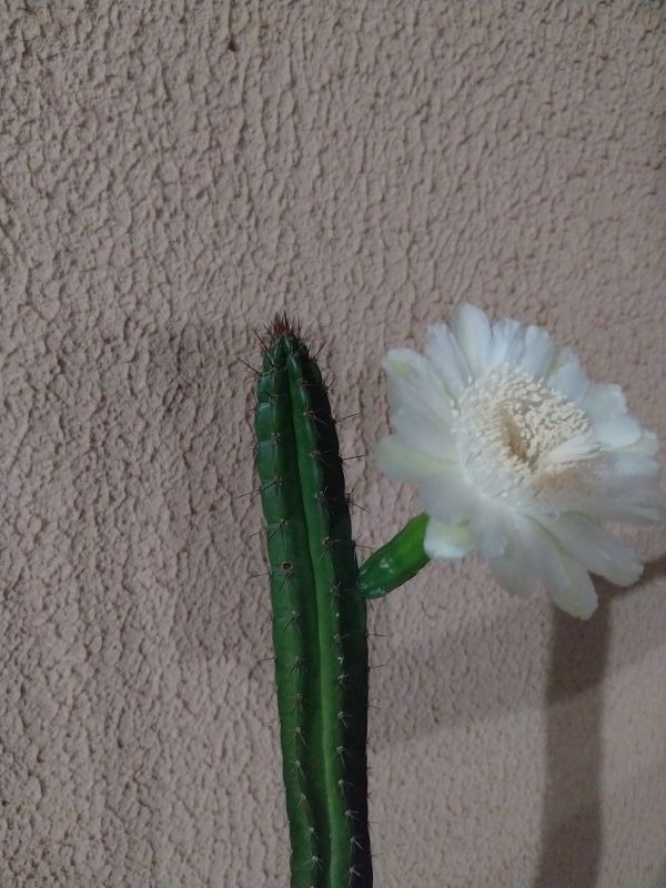 Photo of a cactus currently being identified