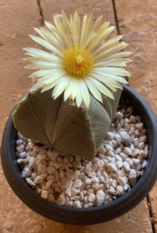 Una foto de Astrophytum myriostigma quadricostatum
