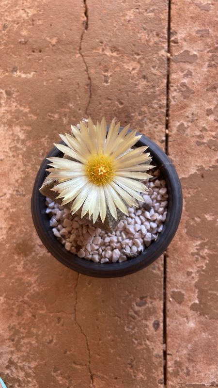 Una foto de Astrophytum myriostigma quadricostatum