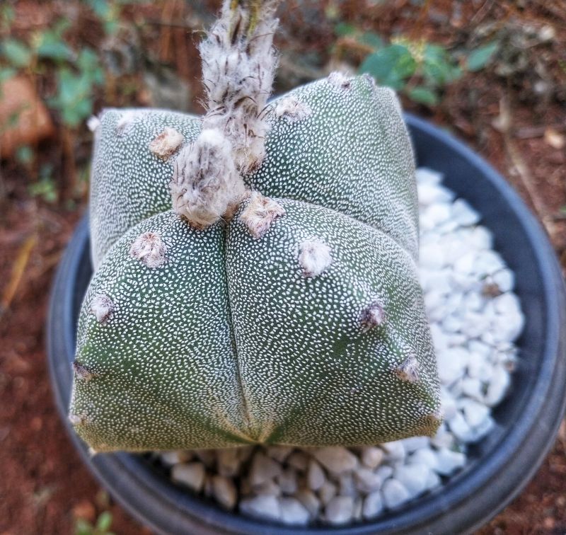Una foto de Astrophytum myriostigma quadricostatum