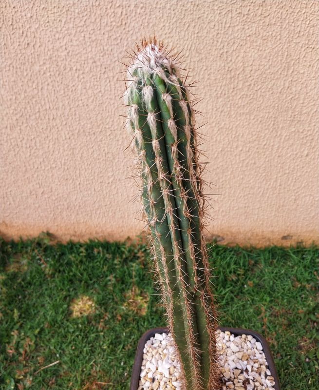 Foto de un cactus que se está identificando actualmente