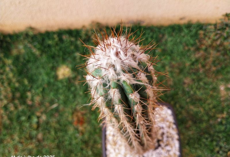 Foto de un cactus que se está identificando actualmente