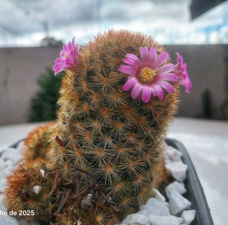 Una foto de Mammillaria carmenae