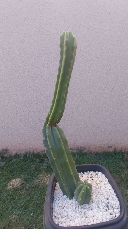 Una foto de Echinopsis pachanoi