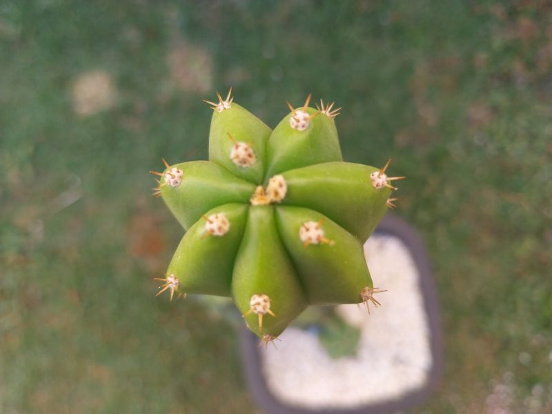 Una foto de Echinopsis pachanoi