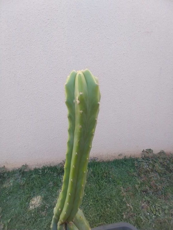 Una foto de Echinopsis pachanoi