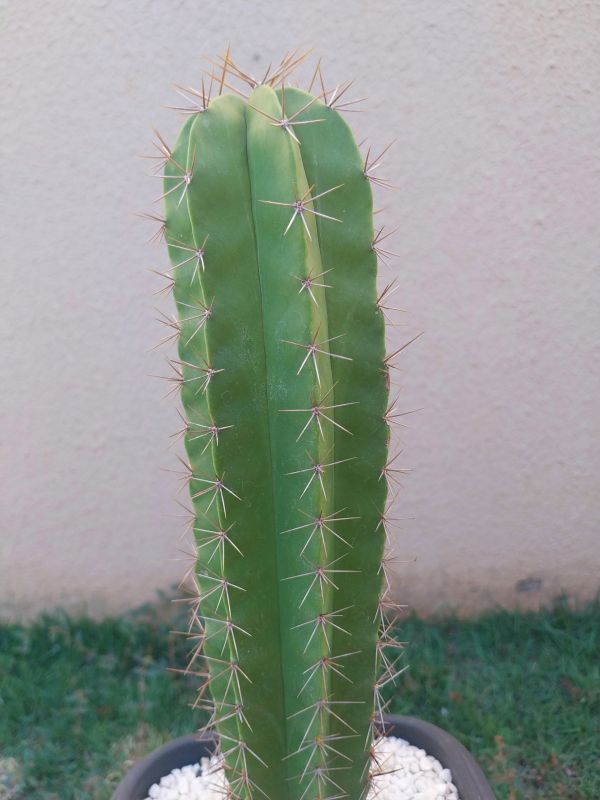 Foto de un cactus que se está identificando actualmente