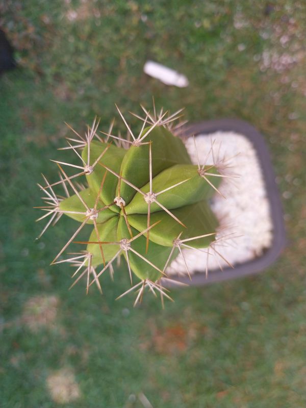 Foto de un cactus que se está identificando actualmente