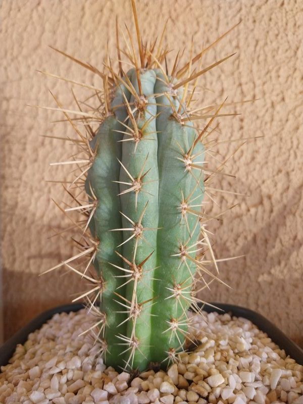 Foto de un cactus que se está identificando actualmente