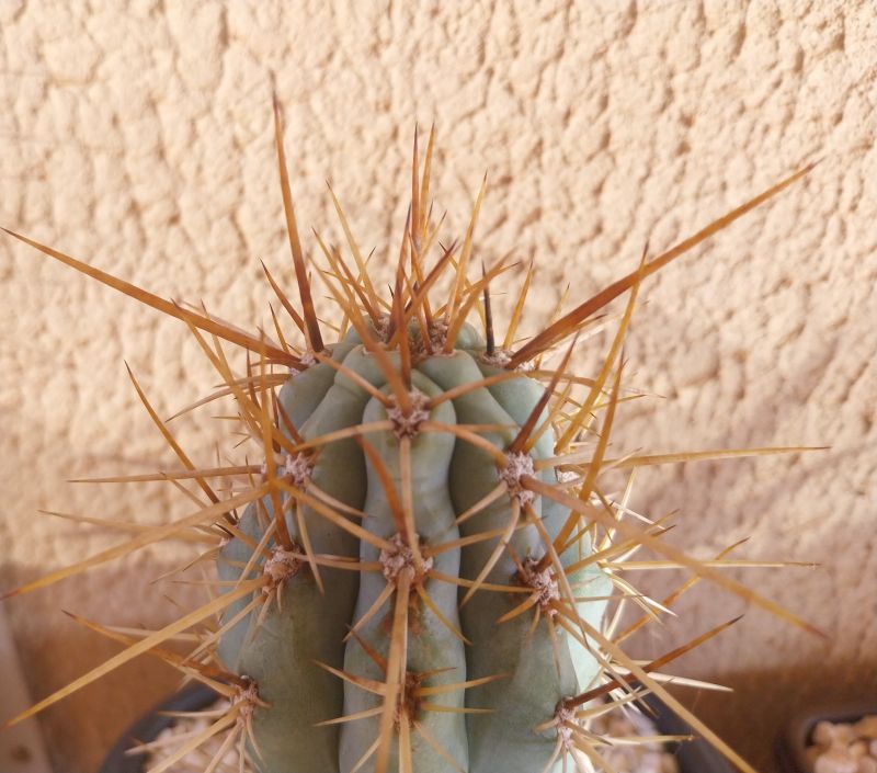Foto de un cactus que se está identificando actualmente