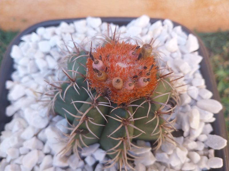 Foto de un cactus que se está identificando actualmente