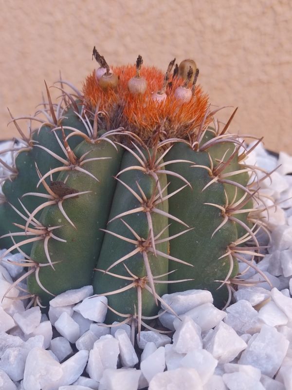 Foto de un cactus que se está identificando actualmente