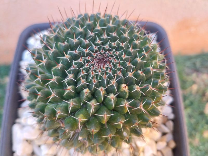Photo of a cactus currently being identified