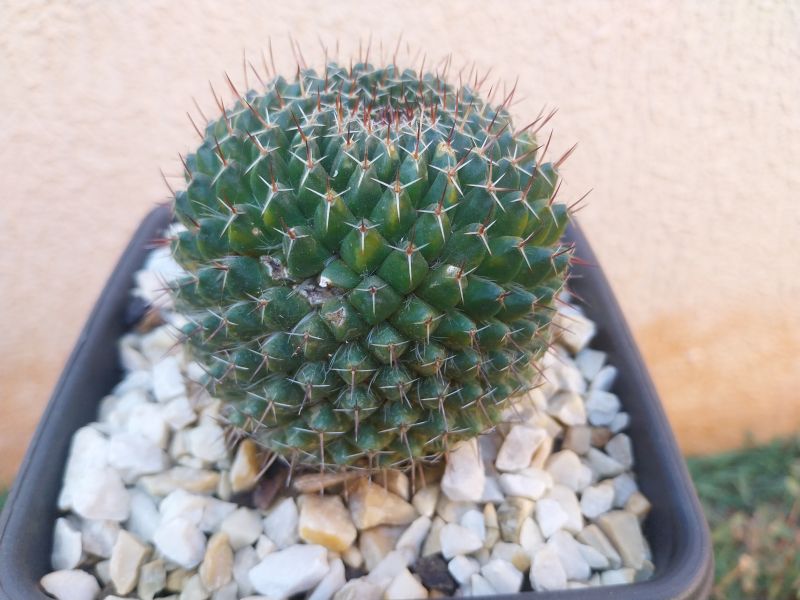 Photo of a cactus currently being identified