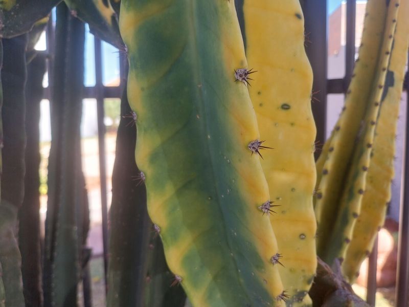 A photo of Cereus peruvianus fma.variegada