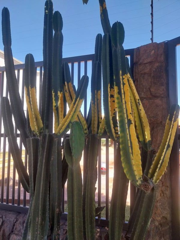 A photo of Cereus peruvianus fma.variegada