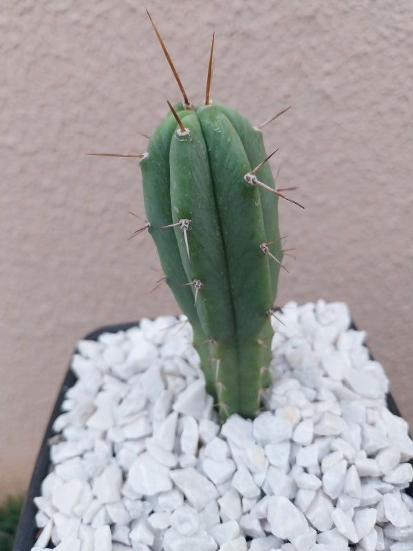 A photo of Echinopsis lageniformis