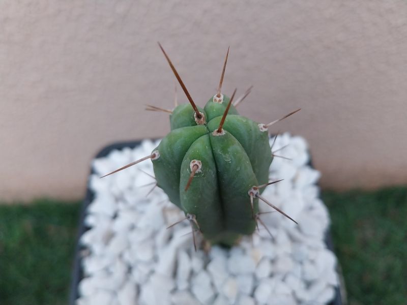 A photo of Echinopsis lageniformis