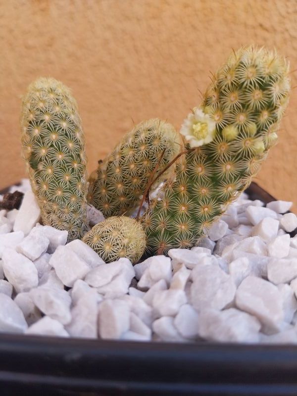 A photo of Mammillaria elongata