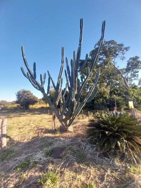 Photo of a cactus currently being identified