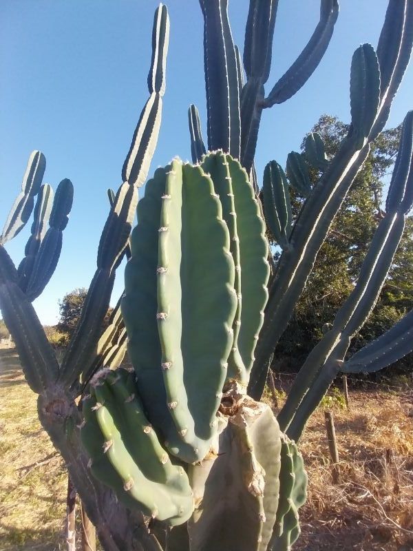Photo of a cactus currently being identified