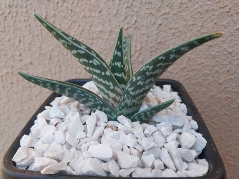 A photo of Aloe variegata