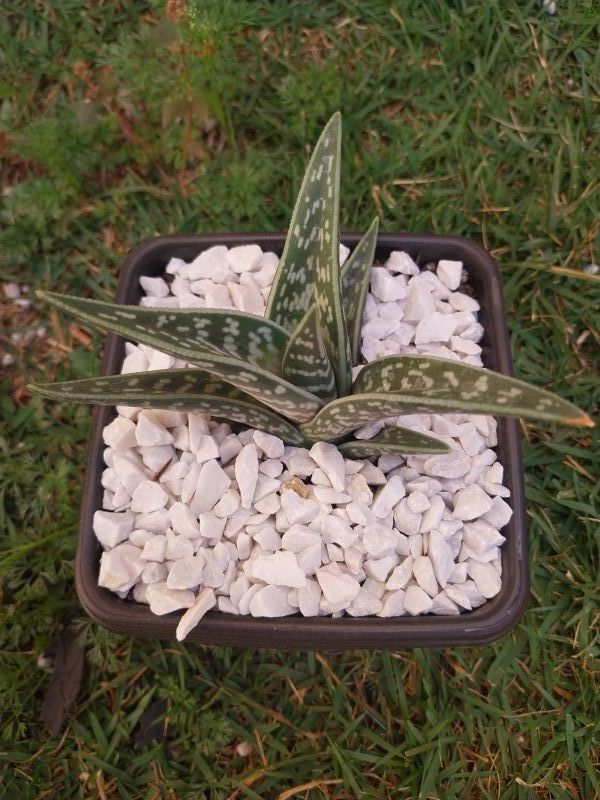 A photo of Aloe variegata