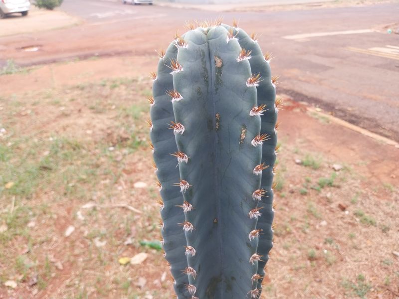 A photo of Cereus hildmannianus