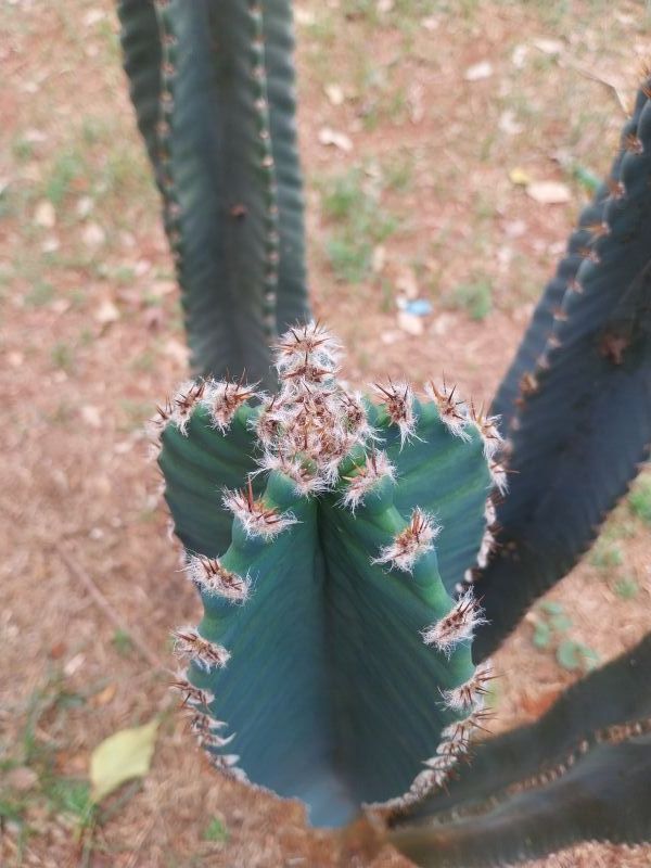 A photo of Cereus hildmannianus