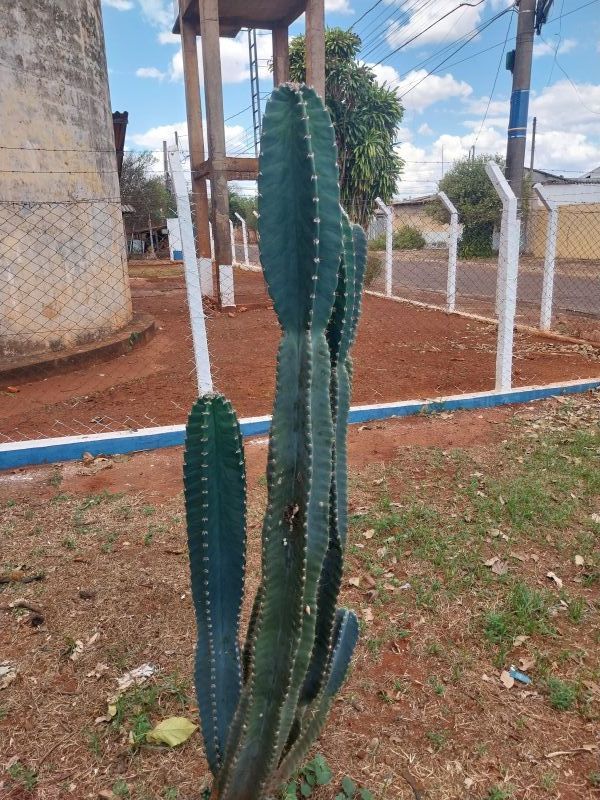 A photo of Cereus hildmannianus