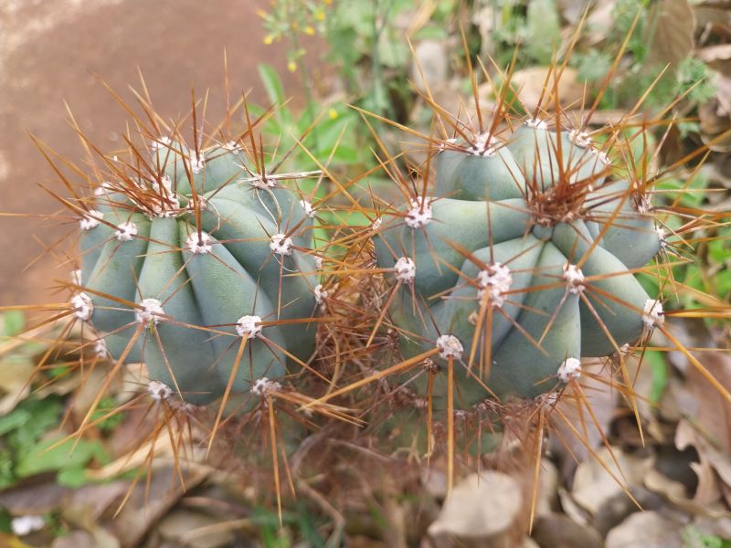 A photo of Cereus peruvianus fma. monstruosa