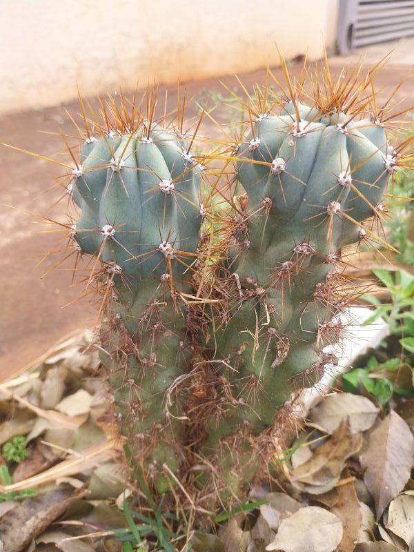 A photo of Cereus peruvianus fma. monstruosa