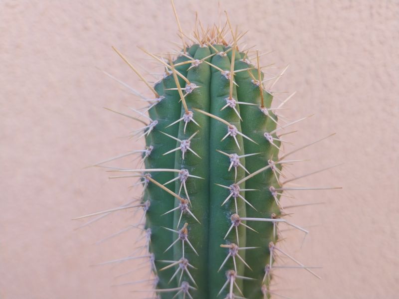 Foto de un cactus que se está identificando actualmente