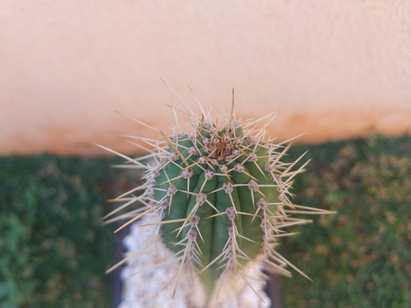 Foto de un cactus que se está identificando actualmente