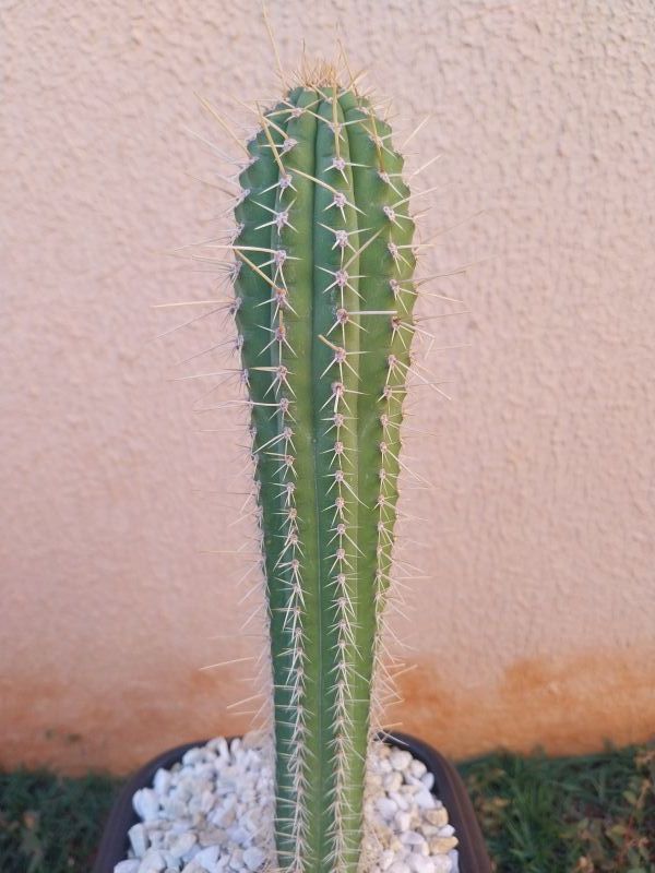 Foto de un cactus que se está identificando actualmente