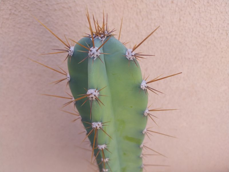 Foto de un cactus que se está identificando actualmente