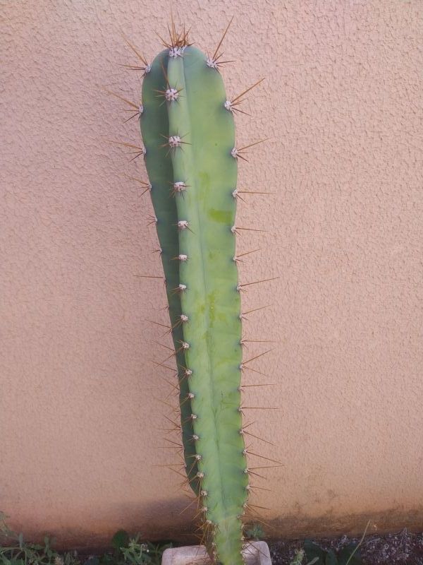 Foto de un cactus que se está identificando actualmente