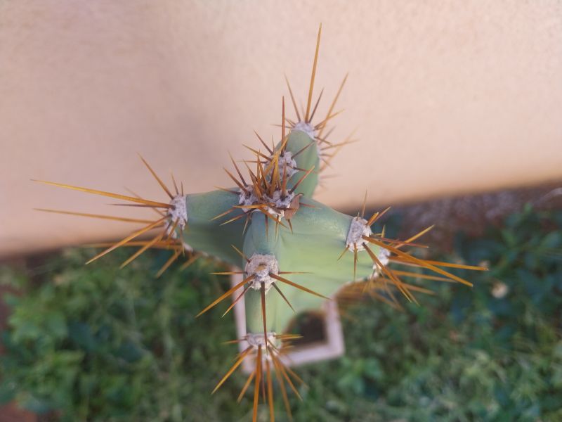Foto de un cactus que se está identificando actualmente